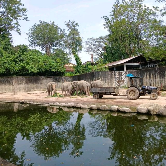 Zoo Taiping, a house of amazing animals.