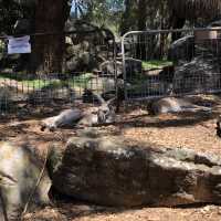 帶小孩必去 雪梨野生動物園