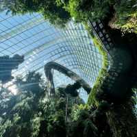 Cloud Forest