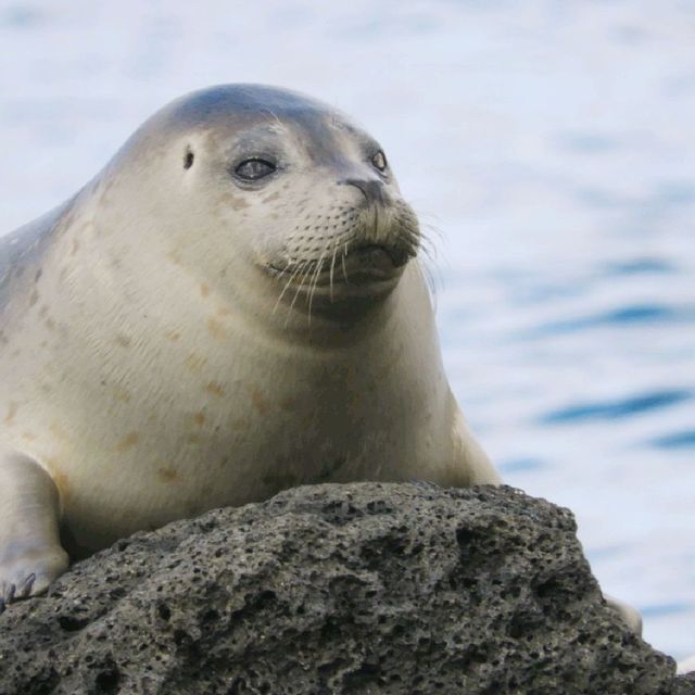 凍てつく海