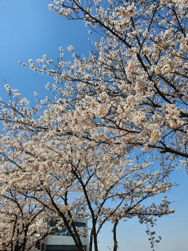 [서울] 곧 봄이 오면 꼭 가야하는 스팟 ‘선유도공원’