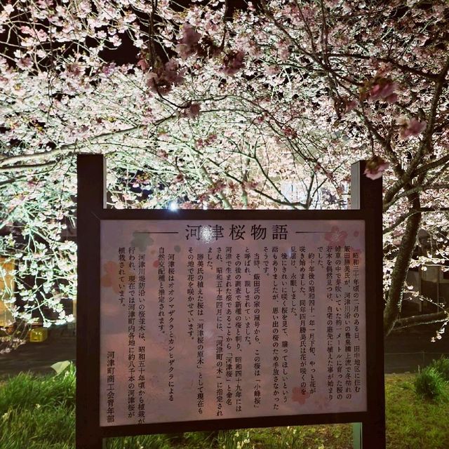 【伊豆】河津桜