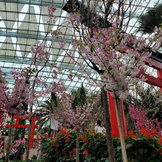 Flower Dome x Sakura flowers with Hello Kitty