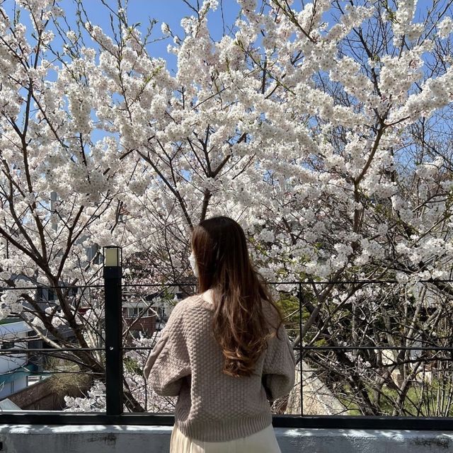 韓国/ソウル【景福宮】絶景♡ソウルの四季を感じられるビューカフェ🌳