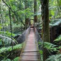 Lamington National Park Trip! 