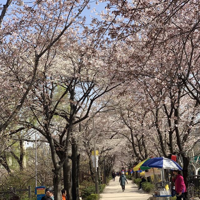석촌호수만 핫플이랴! 중랑천도 핫플이다!
