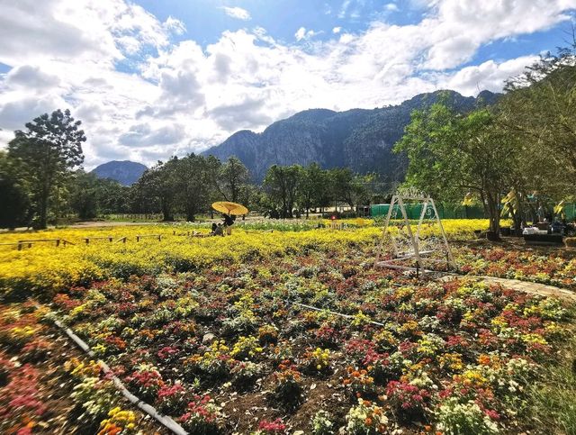 หนาวนี้ไปเดินเฉิดฉายในทุ่งดอกเก๊กฮวยกันเถอะ 🌼