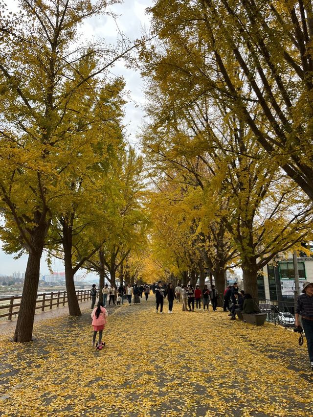 아산 은행나무길 💗 데이트코스로 추천!