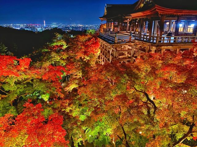 秋の京都。清水寺のライトアップ。『清水の舞台』