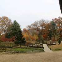 Autumn in Nami Island South Korea