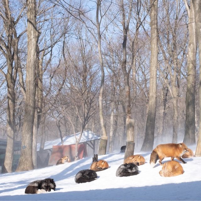 值得一去嘅狐貍村🦊🦊