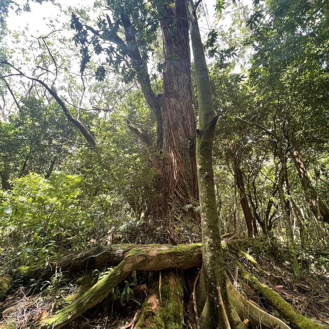 Pauoa Flats Trail