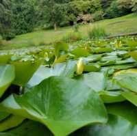 Washington Park arboretum 