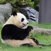 When to go to Chengdu to see giant panda