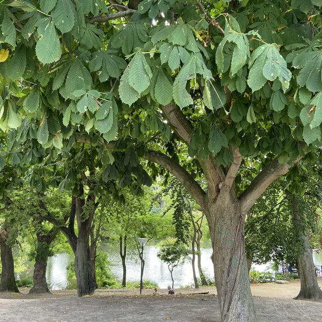 An oasis within the city centre,Ørstedsparken