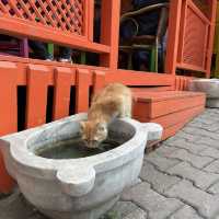 土耳其遊記 Istanbul 超熱門打卡點彩虹階梯
