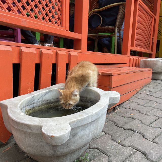 土耳其遊記 Istanbul 超熱門打卡點彩虹階梯