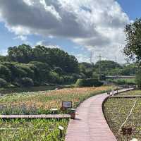 打卡深圳觀瀾濕地公園