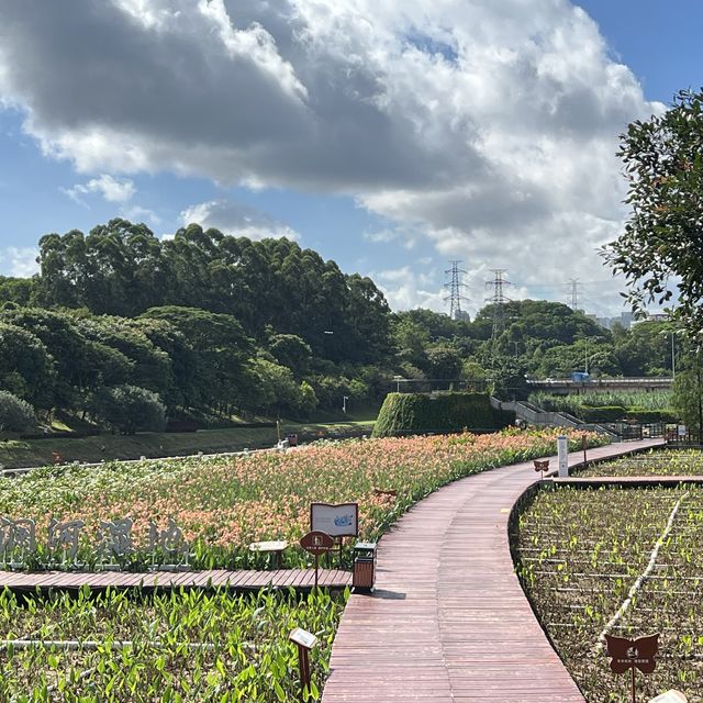 打卡深圳觀瀾濕地公園