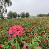 The Largest Wetland Park in Beijing