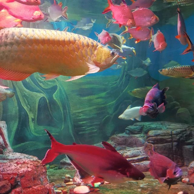 Shanghai Aquarium 