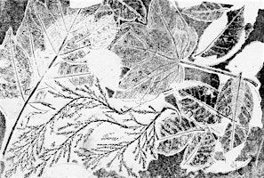 Monoprinting from Nature | The Art House