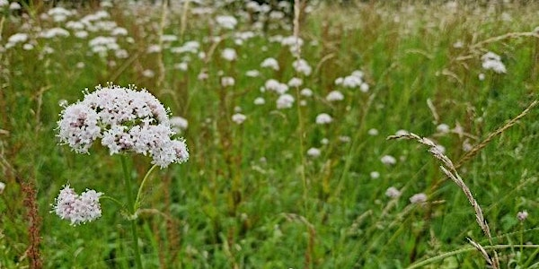 Introduction to Wildflowers II with Matt Jackson | Old Sulehay Nature Reserve