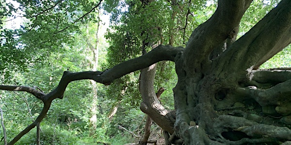 The Dells in Summer - Hands on Guided Walk for Adults | Water of Leith Conservation Trust and Visitor Centre
