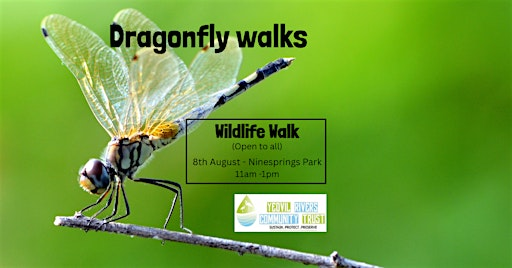 Dragonfly exploration | Ninesprings Cafe