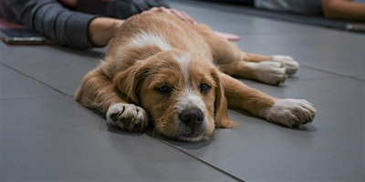 Rescue Puppy Yoga - Heart & Light Yoga | Heart and Light Yoga