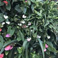 新加坡🇸🇬Marina Bay溫室🌸🌼花迷必去
