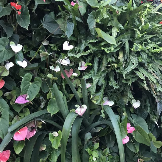 新加坡🇸🇬Marina Bay溫室🌸🌼花迷必去