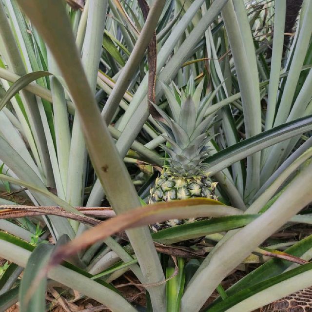 Pineapple Farm! Saudagar Nenas Cafe too! Kajang