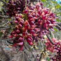 去華南植物園賞禾雀花，郊遊、露營、野餐⋯⋯