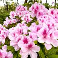 ［維多利亞公園］- 賞花好時機🌸🌺💐