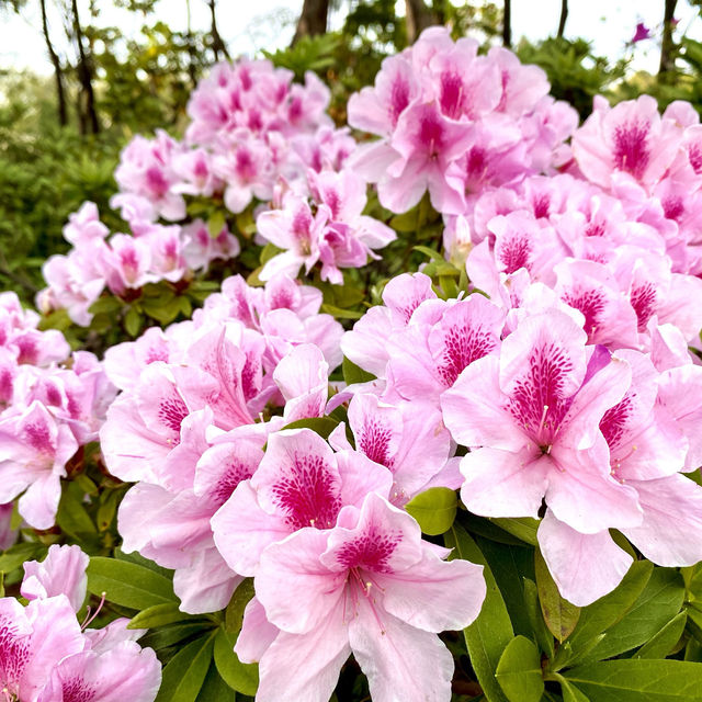 ［維多利亞公園］- 賞花好時機🌸🌺💐