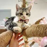 🐱 萌爆喵星人伴你渡過週末