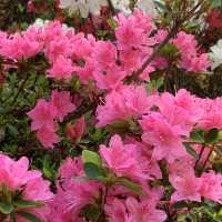 ふじの花物語　あしかがフラワーパーク大藤まつり　昼の部💕