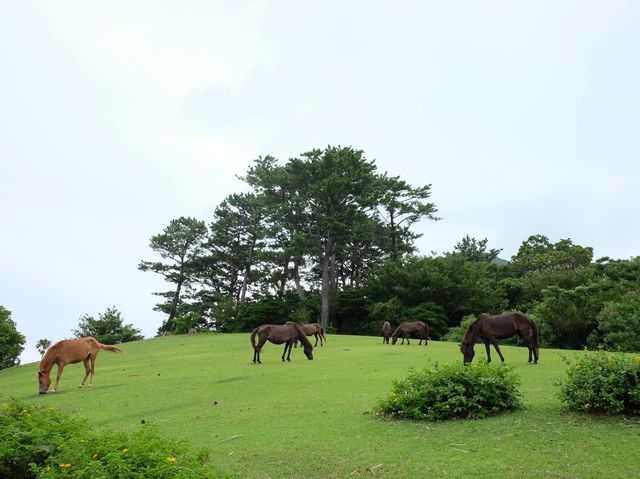 鹿兒島必去《開聞山麓自然公園 》😎😎