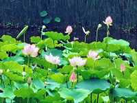濕地公園睇荷花