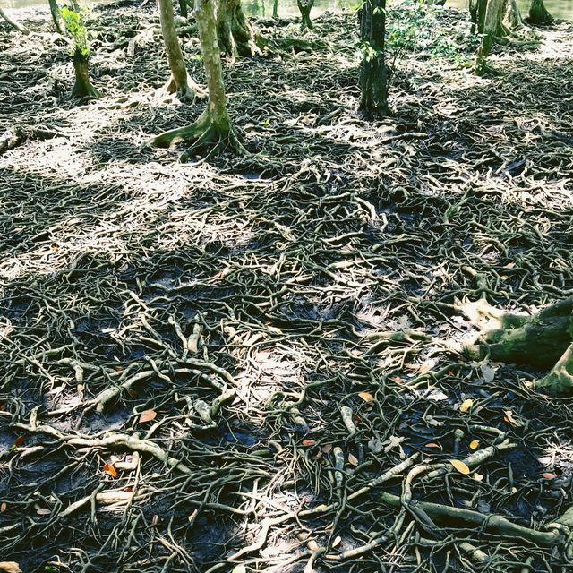 Lan tabun, the unseen mangrove forest 🌳 