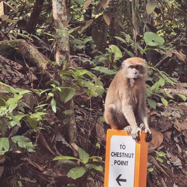 Scenic Walk to Bukit Timah Nature Reserve