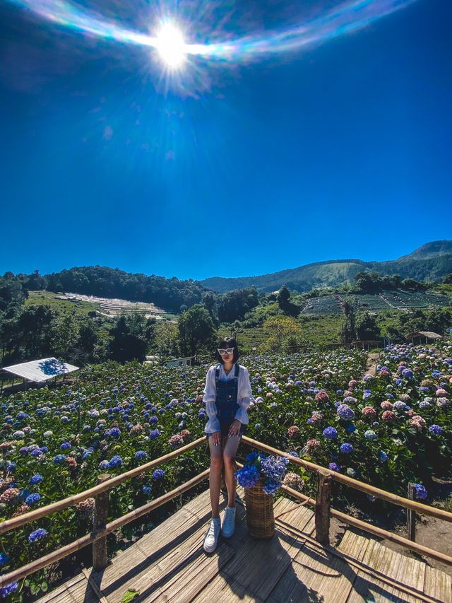 ทุ่งดอกไฮเดรนเยียอินทนนท์-สวนลุงทองดี ทุ่งดอกไฮเดรนเยียอินทนนท์-สวนลุงทองดี
