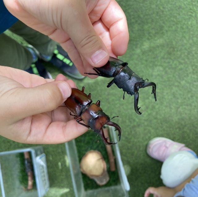 びーとるランド