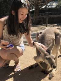 昆士蘭 Currumbin野生動物園🦘🦜🦥🐨😻😻