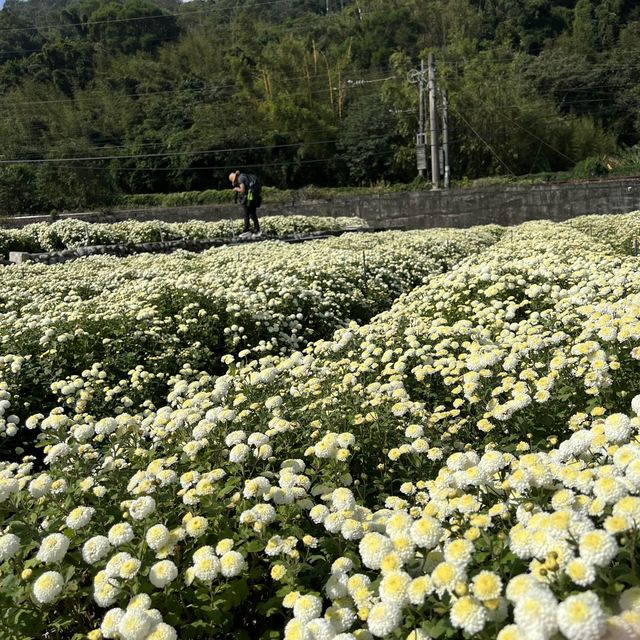 杭菊 - 賞花季