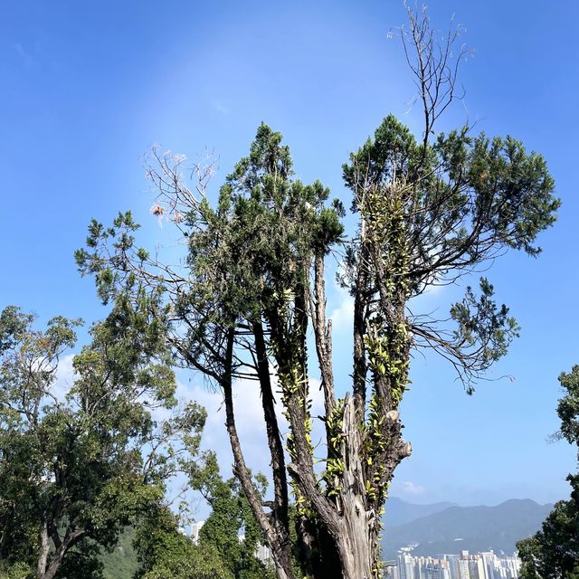 沙田至荃灣行山路綠 道風山路 針山 城門水塘🏔