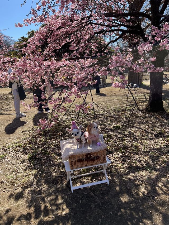 Sakura blooming earlier