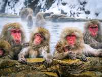 Snow Monkey Park