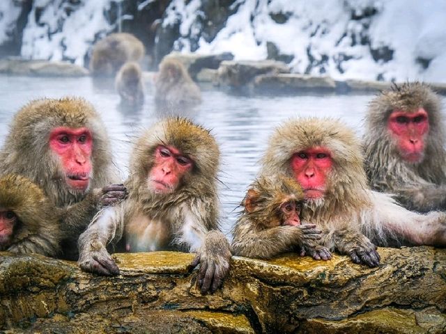 Snow Monkey Park